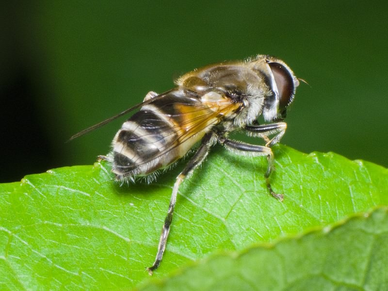 Syrphidae